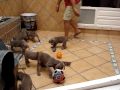 LOS NIÑOS DE DUSHKA