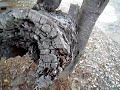 【福島原発】福島で動けなくなった鳥が続出！！放射能の影響が？