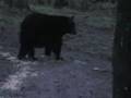 BLACK BEAR UP CLOSE AND PERSONAL!!!!