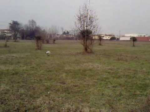 A  caccia con il fedele cane da caccia alì