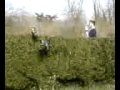 Bush