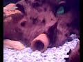 akvaryum aquarium guppy molly wels platy wels babys akvaryum aquarium guppy molly wels platy wels babys