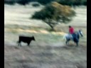 lolo y el rejoneo lolo y el rejoneo