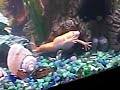 albino african clawed frog