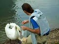 Beim Schwan füttern Beim Schwan füttern