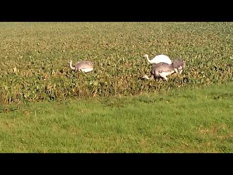 Nandus - Mecklenburg-Vorpommern - Herbst 2017 - Teil  ...