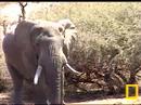 Elephant 20-9-07 Elephant 20-9-07
