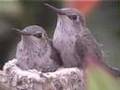 2008 Hummingbird Nest Documentary+'EVIL BLIPVERTS' SHOCKER!!