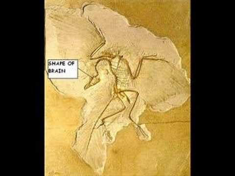 Creationist Icons: Archaeopteryx