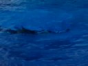 orca the whale beleive seaworld