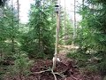 Orismalaikan Laikku 10viikkoa hirvi haisee