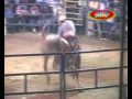 El Rey de Oros: el toro espectáculo de México