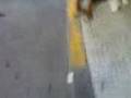 Pobra bici