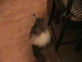 Eddy and Jimmy, The Barkin\ Eddy and Jimmy, The Barkin\