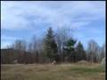 Pheasant hunting tower shoot NH