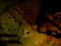 Despertando a White XD