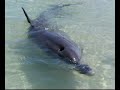 delfin