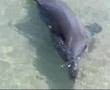 delfin