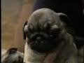 its puppy week!