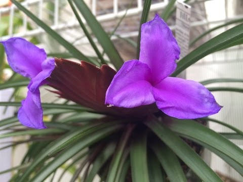 how to fertilize tillandsia