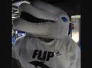 The \"Flip Romney\" dolphin celebrates victory