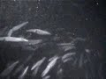 Market Squid I: Aggregation in La Jolla Canyon