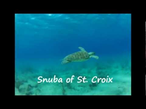 Snuba Dive & Snorkel Buck tour 0 Snuba Dive & Snorkel Buck tour