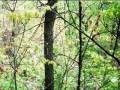 videos de different species of