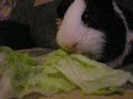 Video ♥╔╝hamtaro comiendo╚╗♥!