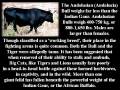 videos de Bull Defeats Tiger (A)