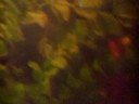 My Fish