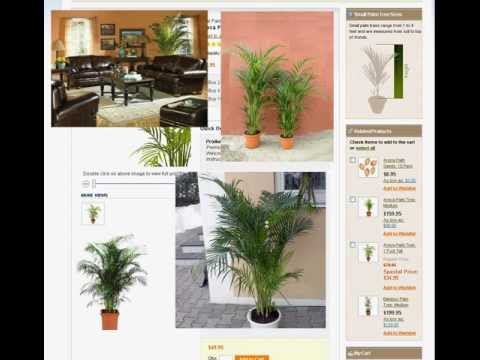 how to care areca palm