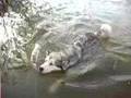 Alaskan Malamute video