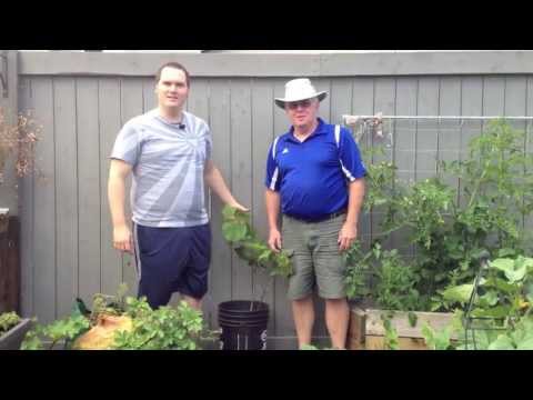 how to transplant grapevines from cuttings