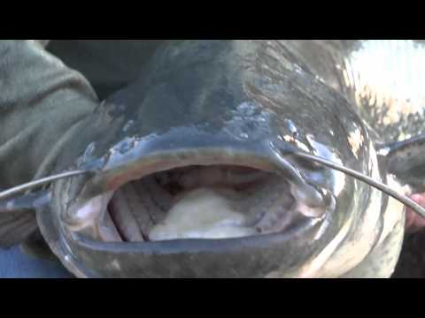 Two 30lb+ Catfish Stocked, Mar 2012 Two 30lb+ Catfish Stocked, Mar 2012