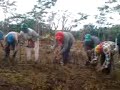 Rawa Mbojo - Biola Gambo dalam prosesi nggu