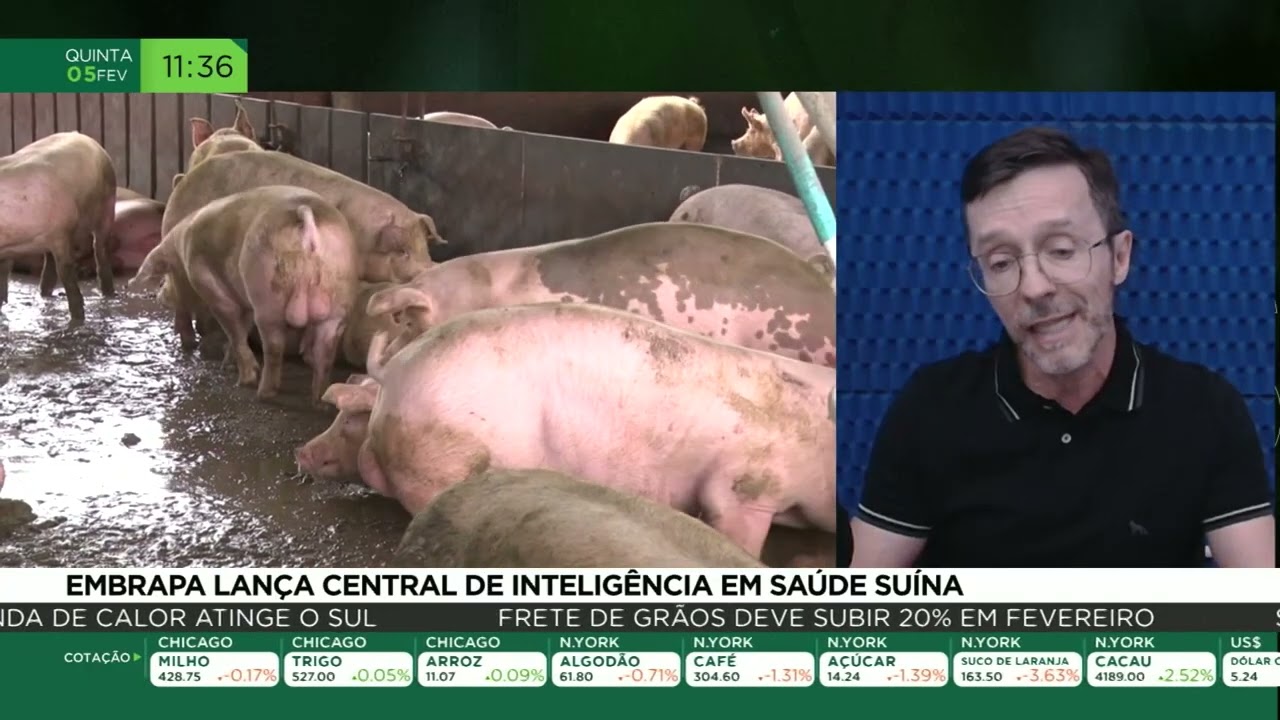 Embrapa lança central de inteligência em saúde suína