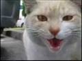 Final Insanity-Cats 最終鬼畜