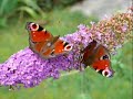 Le papillon Manele-Gratis.net