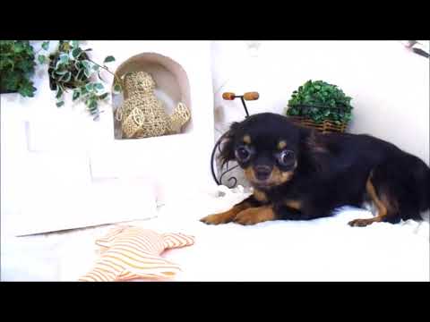 YouTube Preview Image