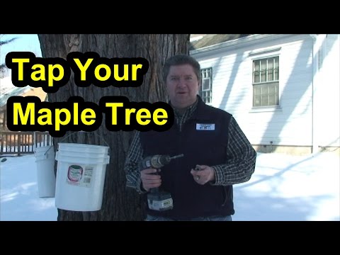 how to harvest maple syrup