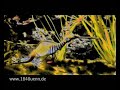 rauschfaktor - der sonnensegler rauschfaktor - der sonnensegler