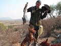 aguilillas y podencos 3 nuevo y mejorado