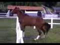 videos de Batucan.mp4
