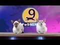 Cat Show - SPECIAL REPORT!