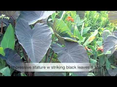 how to fertilize elephant ear plants