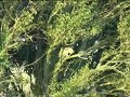 Owls