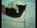 stra�enkatze t�rkei