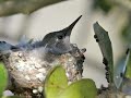 The Hummingbird Fledging The Hummingbird Fledging