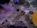 videos de Cynotilapia Afra Adult II